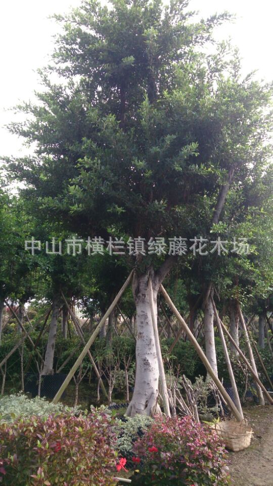 广东小区工厂区园林绿化种植养护工程提供各种绿化苗木小叶榕树